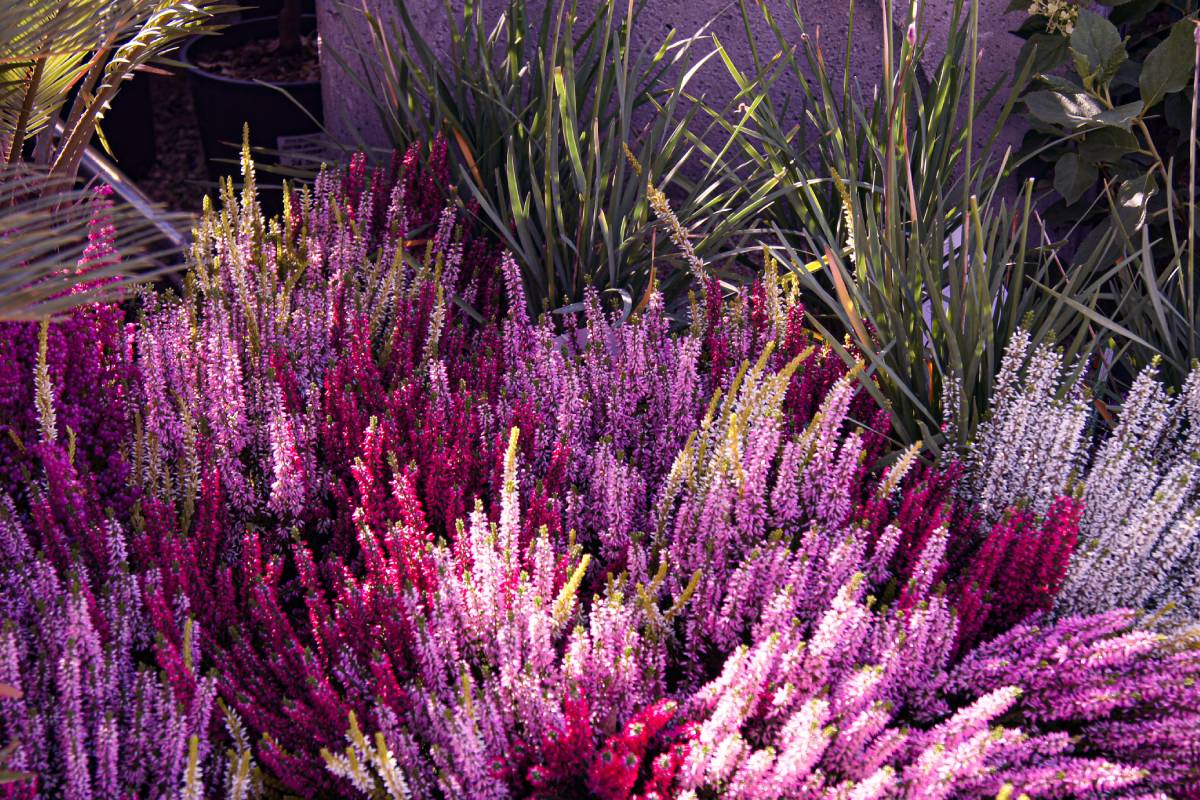 heather, a plant to give as a gift in winter