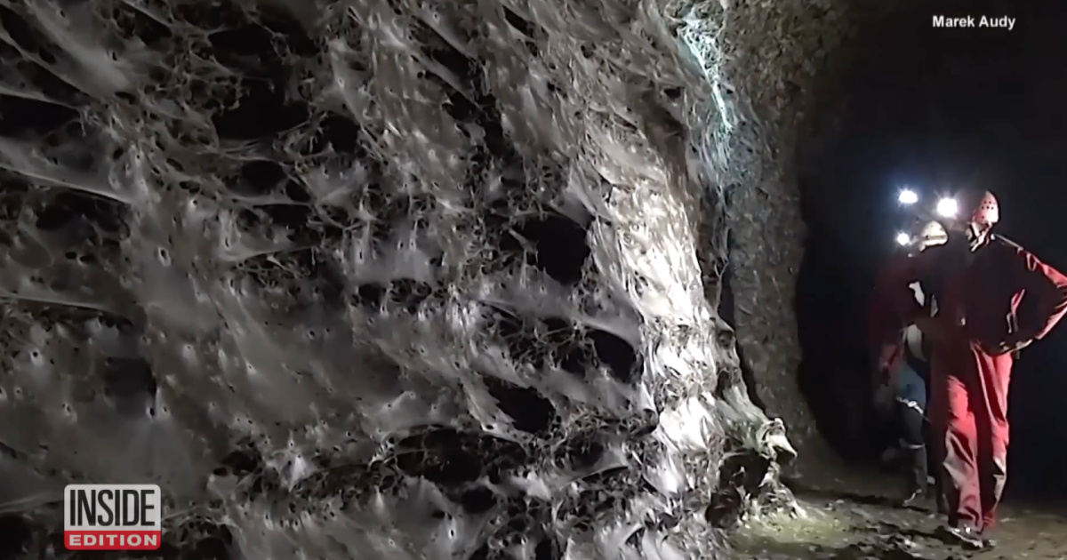 Largest spider web in the world discovered reveals colony with more than 100 thousand spiders