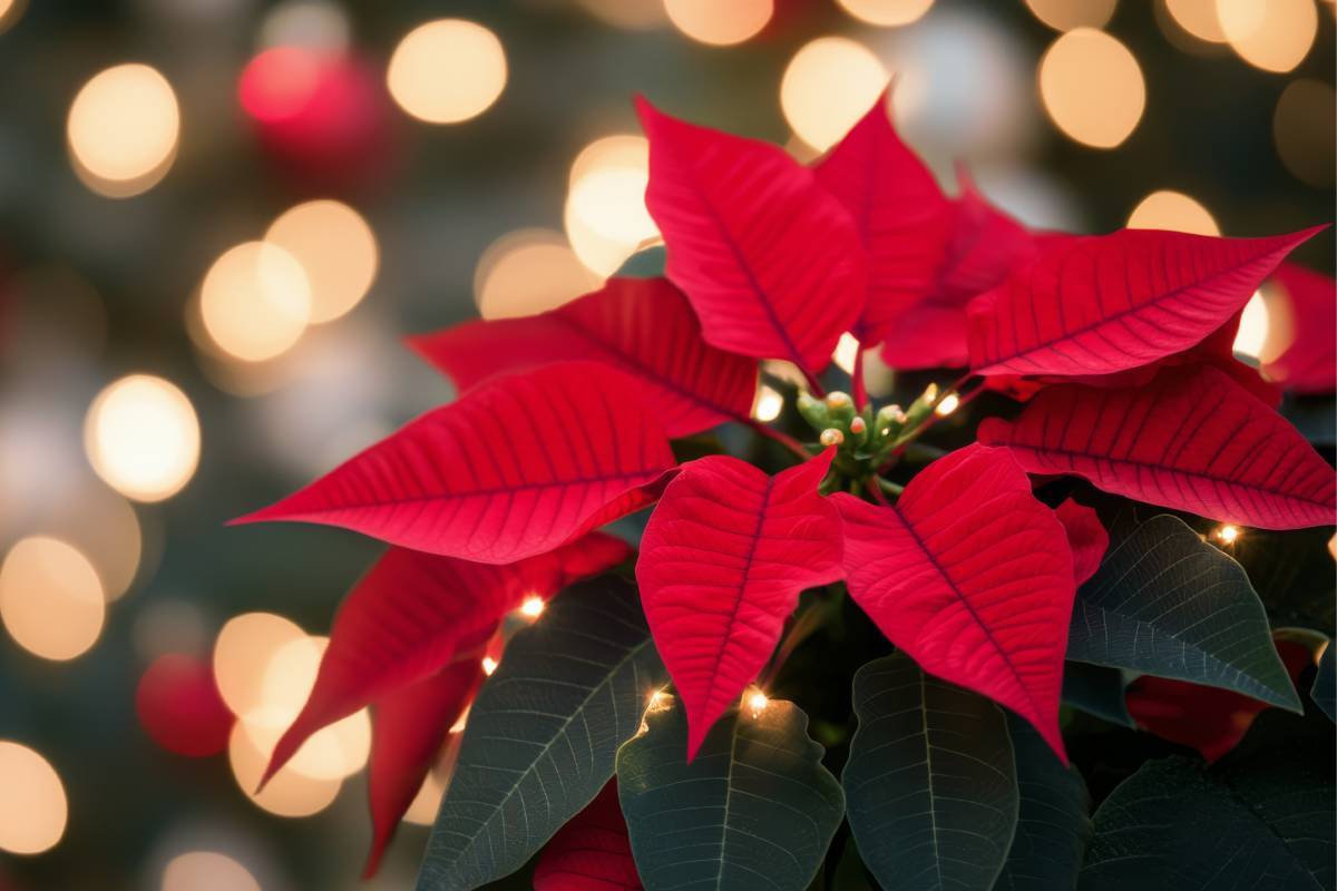 Gorgeous poinsettia at home