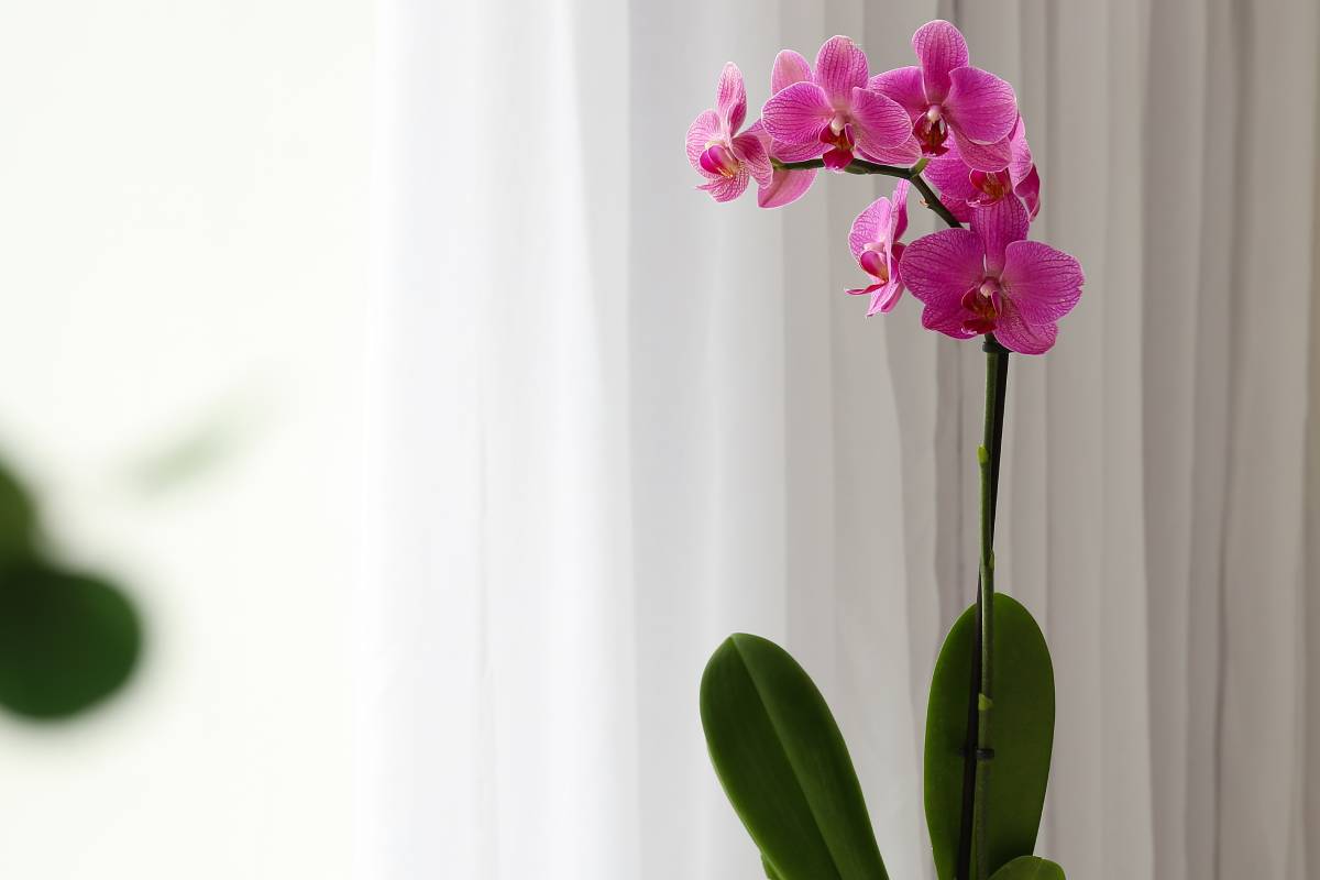 orchid in front of the window