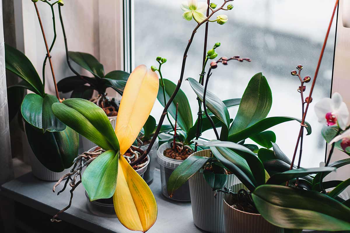 Orchid with yellow leaves: the sign we often ignore and what it really indicates