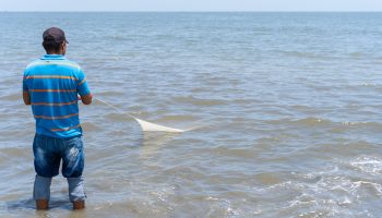 Chef issues warning: this seafood has “completely disappeared” in the Algarve and has already left his restaurant’s menu