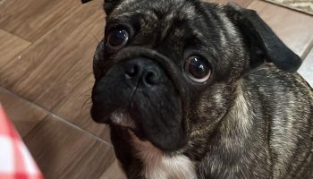 Sushi puppy remains missing and owners offer reward of R$500