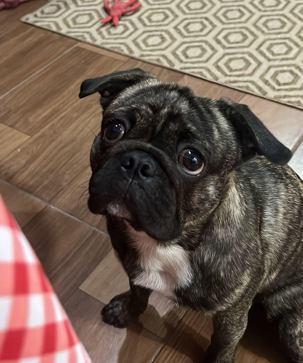 Sushi puppy remains missing and owners offer reward of R$500