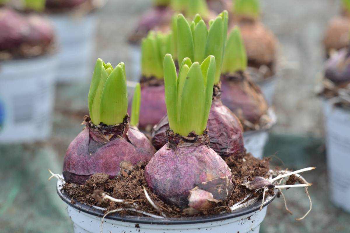 hyacinth bulbs planted in November to flower in spring