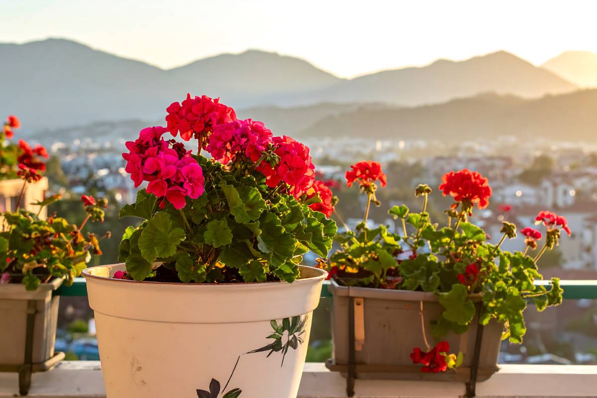 the geraniums on the balcony, among the plants that fear the winter cold