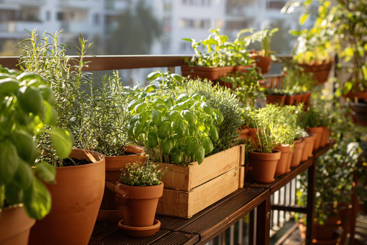 aromatic plants on the balcony, they fear the cold