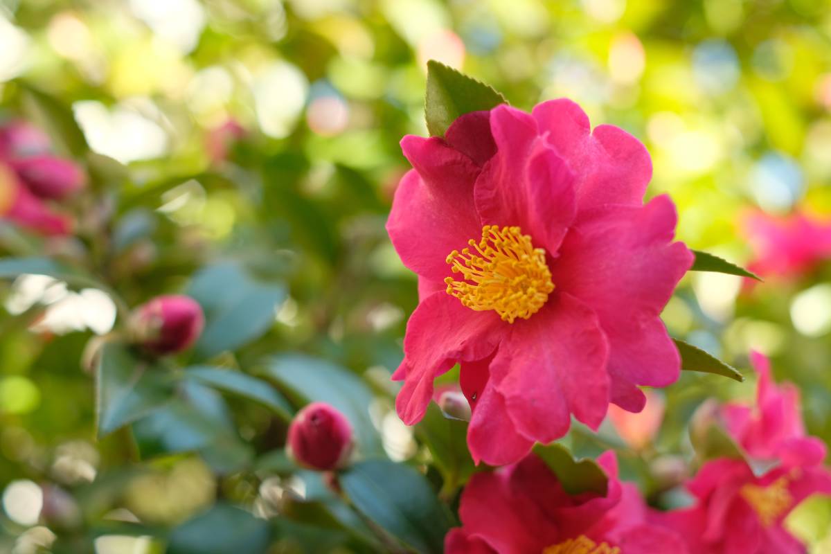 camellia sasanqua, plant to give as a gift in winter