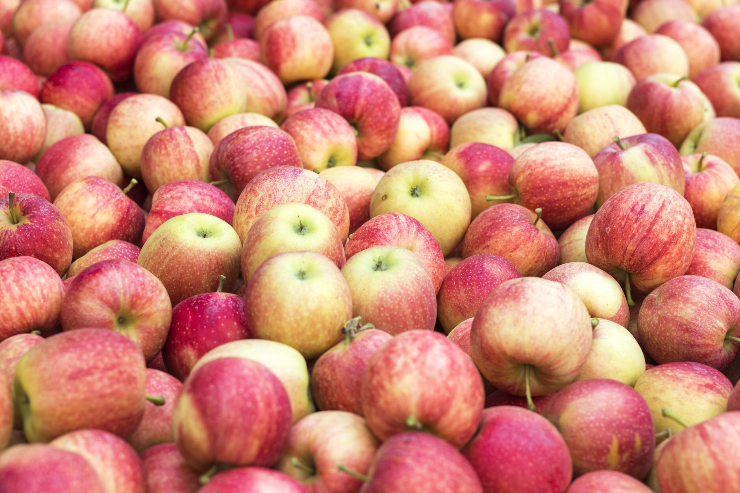 Expert guarantees: storing apples in this paper will extend their 'shelf life' by months
