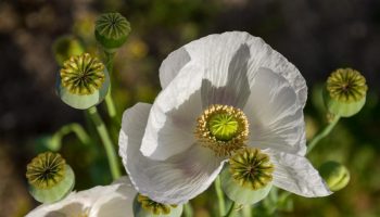 CIA agents waged a secret war by dropping billions of poppy seeds to end opium cultivation in this country.