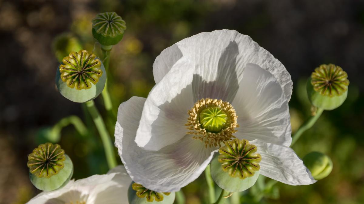 CIA agents waged a secret war by dropping billions of poppy seeds to end opium cultivation in this country.