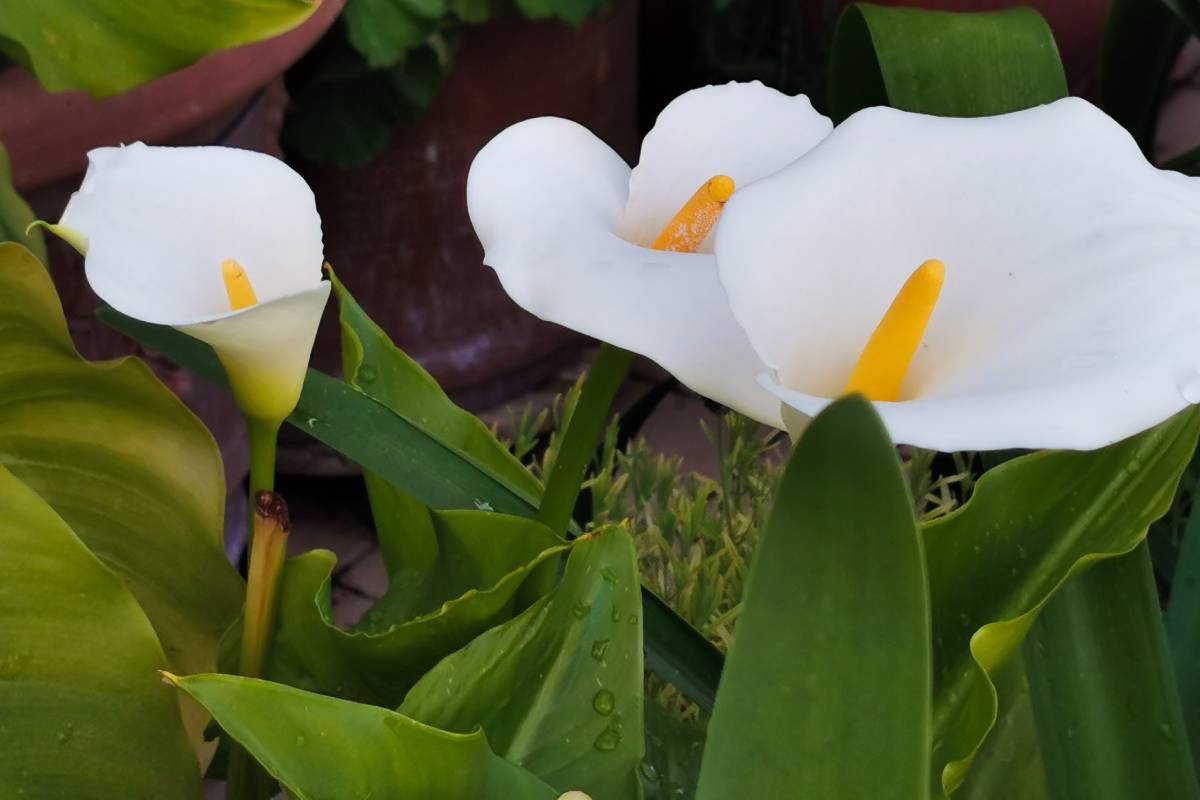 calla lilies flowering in spring