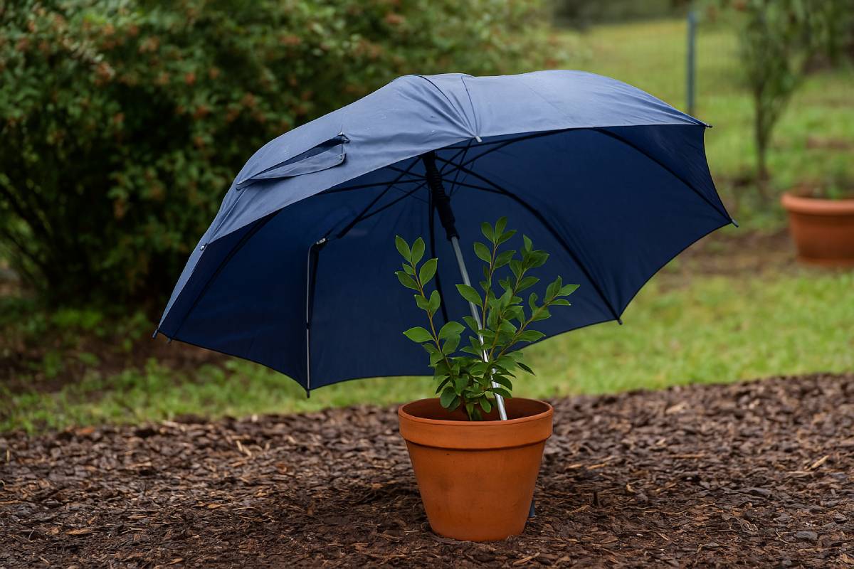 umbrella that protects the plant from frost