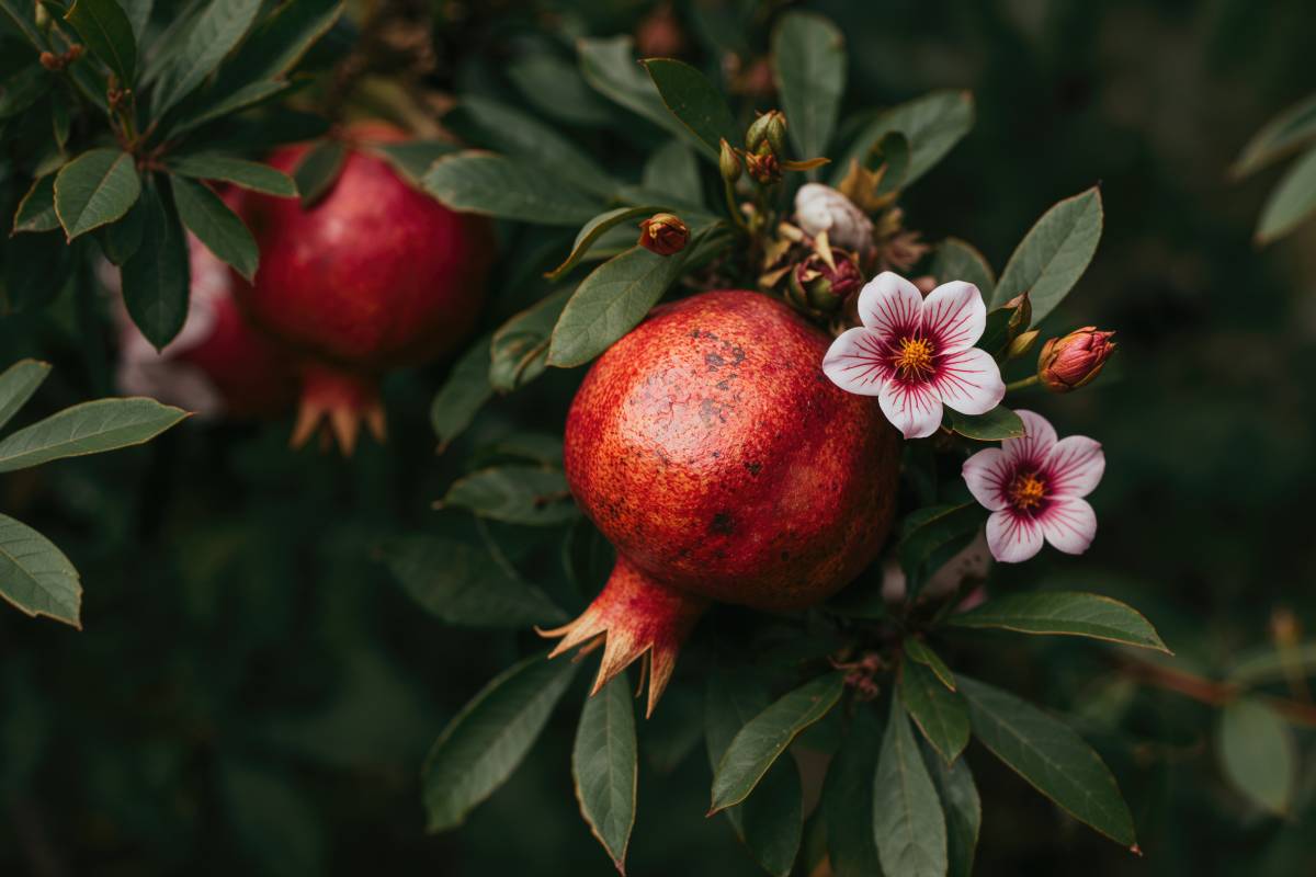 flowering pomegranate