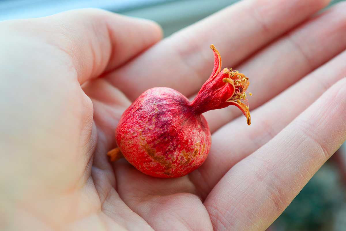 When and how to plant a new pomegranate: the right time between December and February