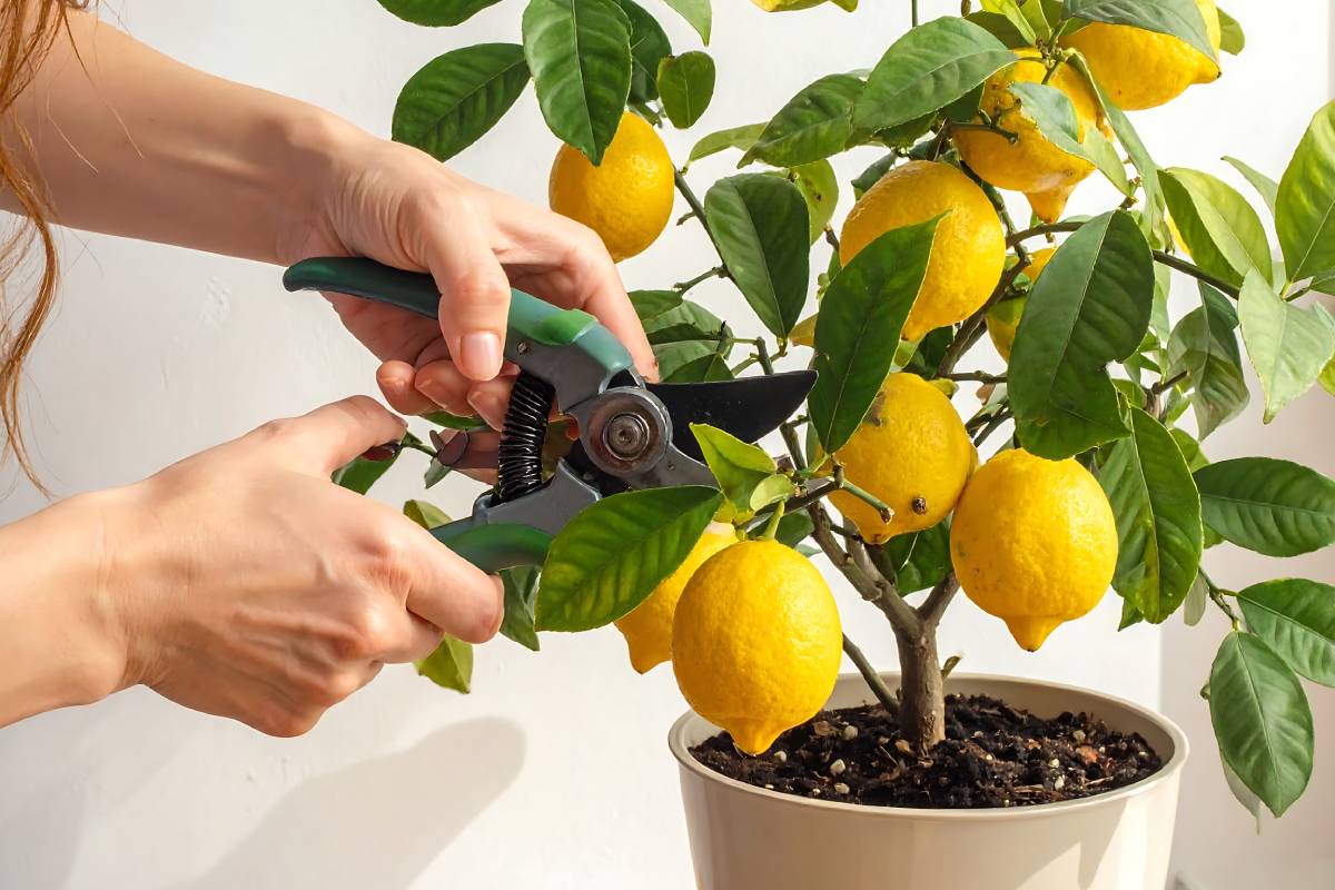 woman's hands cutting a lemon plant