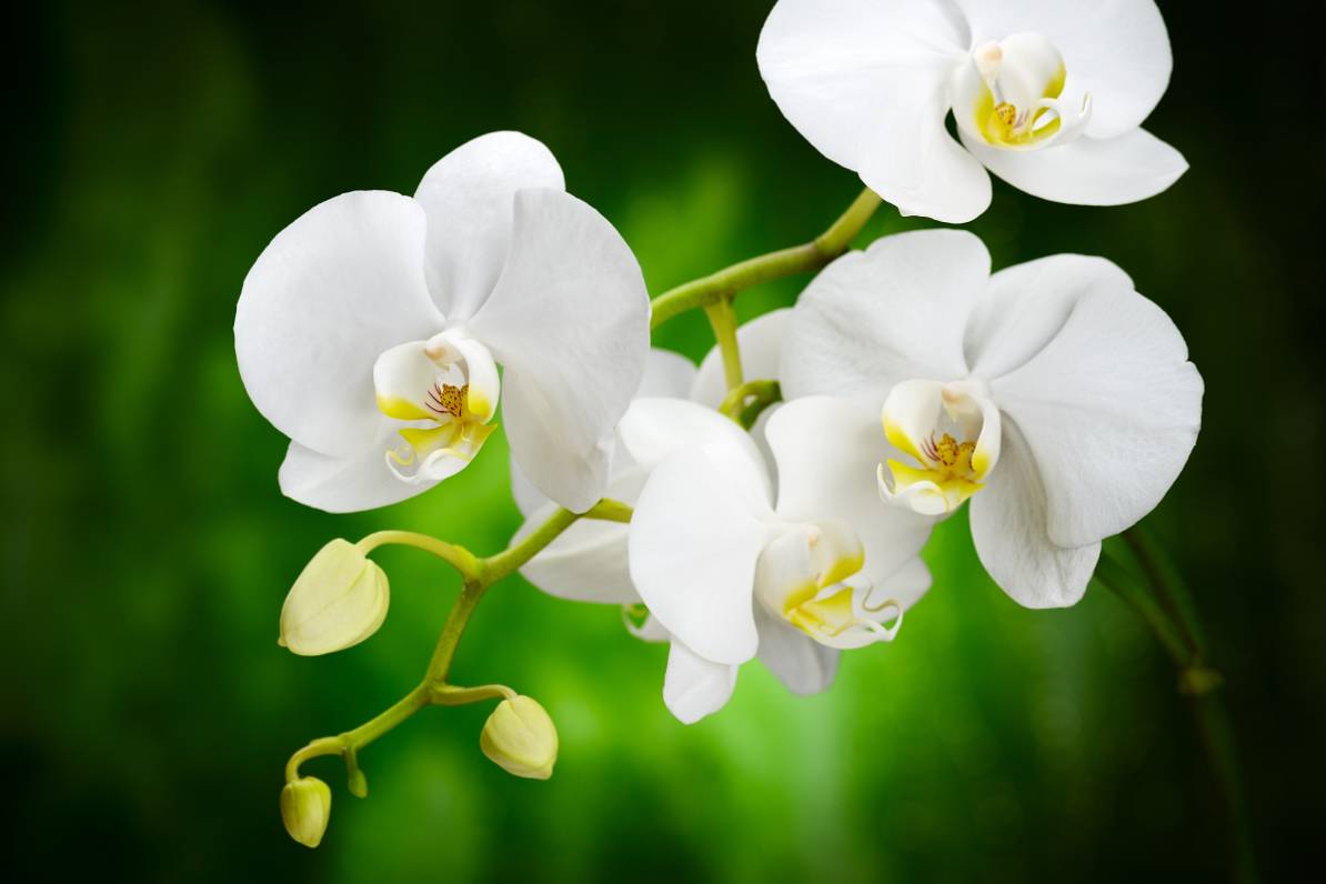 white orchid with buds