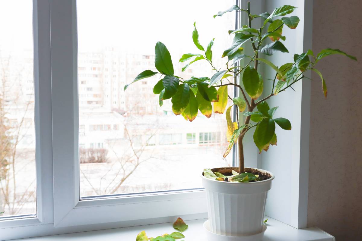 tired plant losing leaves