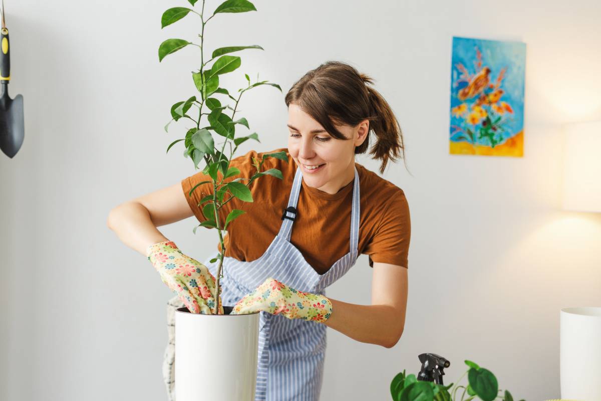 woman repotting lemon