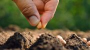 Seeds die before sowing: the five most common storage mistakes