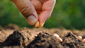 Seeds die before sowing: the five most common storage mistakes