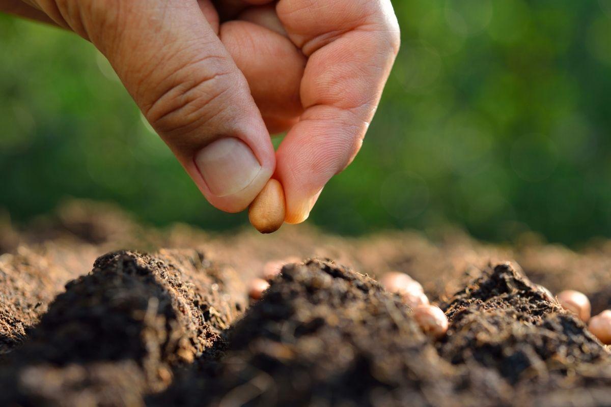 Seeds die before sowing: the five most common storage mistakes