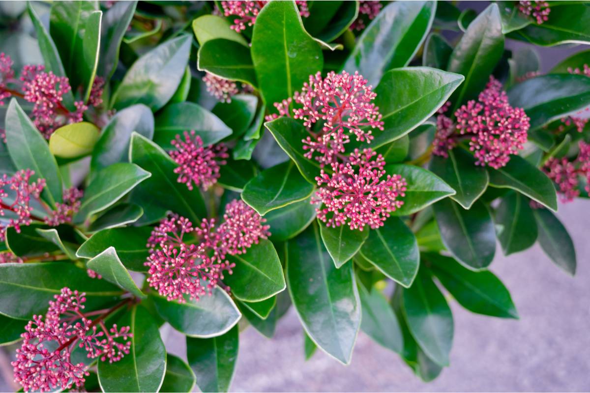 flowering Japanese skimmia