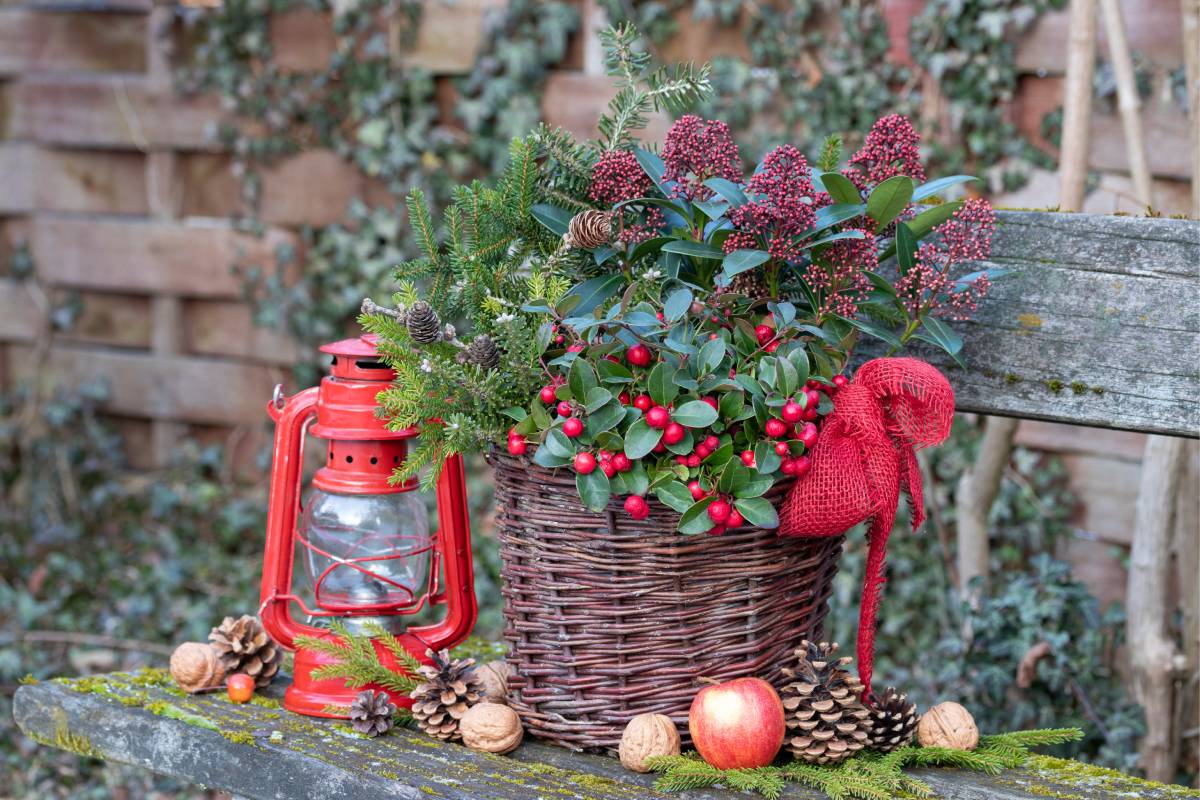 basket with skimmia and winter wool, which adorn the exterior until January