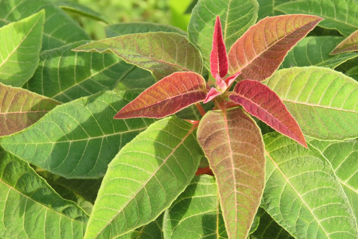 poinsettia without red leaves