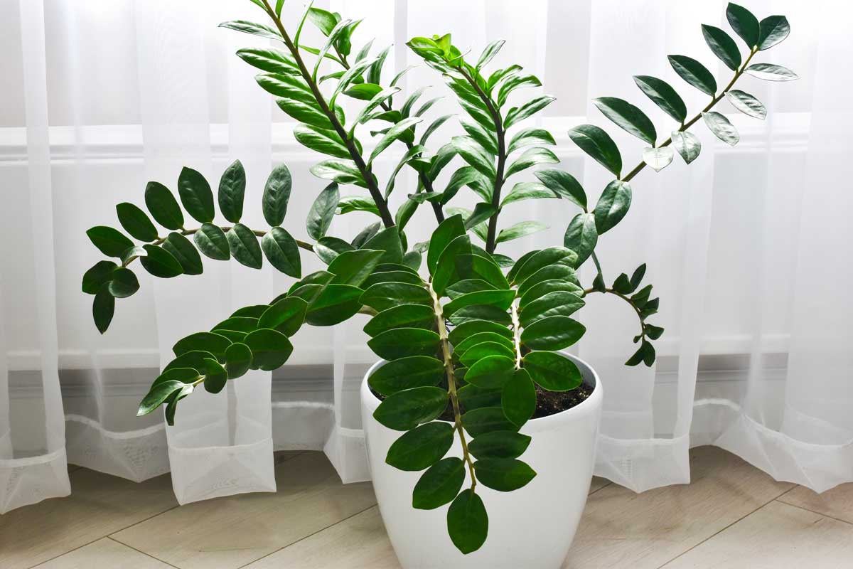 Zamioculcas cutting: the infallible method to root it in a few weeks