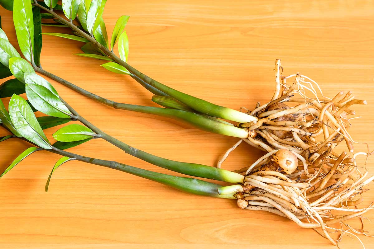 Cuttings of Zamioculcas