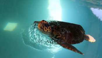 Salina, the turtle rehabilitated in the Algarve, travels more than 9,200 km and inspires pioneering study by Zoomarine