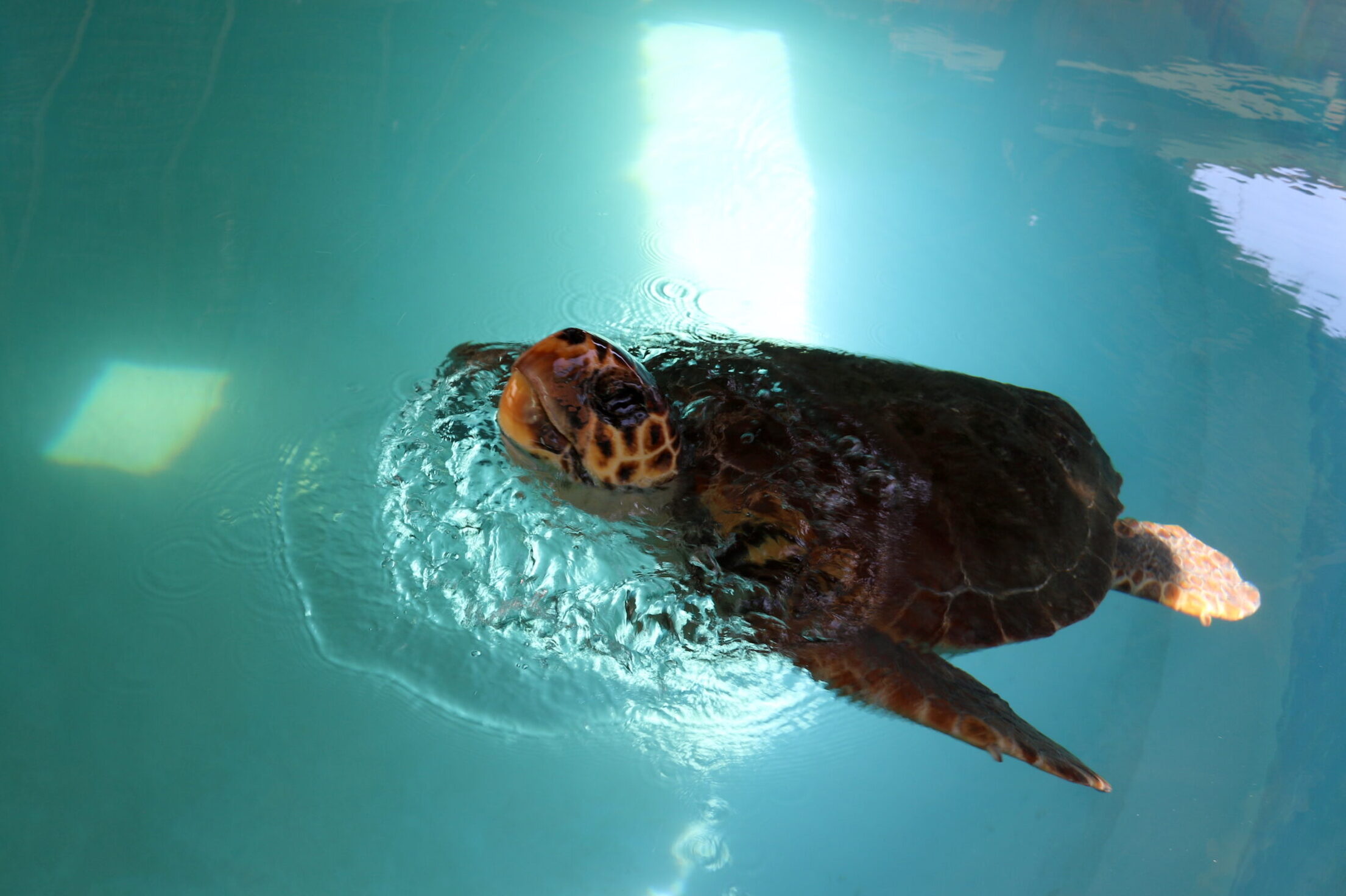 Salina, the turtle rehabilitated in the Algarve, travels more than 9,200 km and inspires pioneering study by Zoomarine