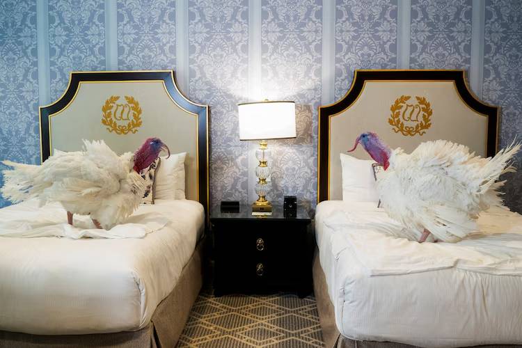 USA: The turkeys that survived the Thanksgiving dinner - Zelensky on the plate of the day?