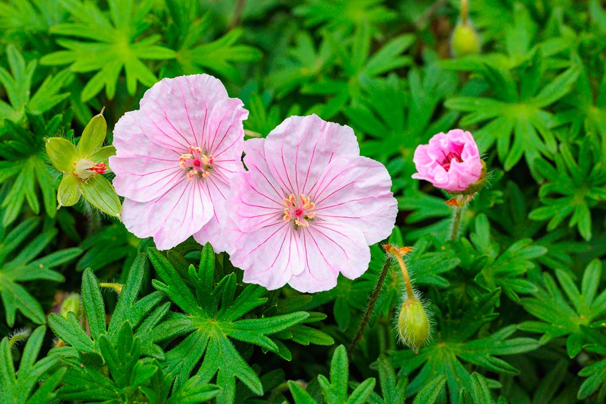 Evergreen geraniums? The cold-resistant varieties that few know about
