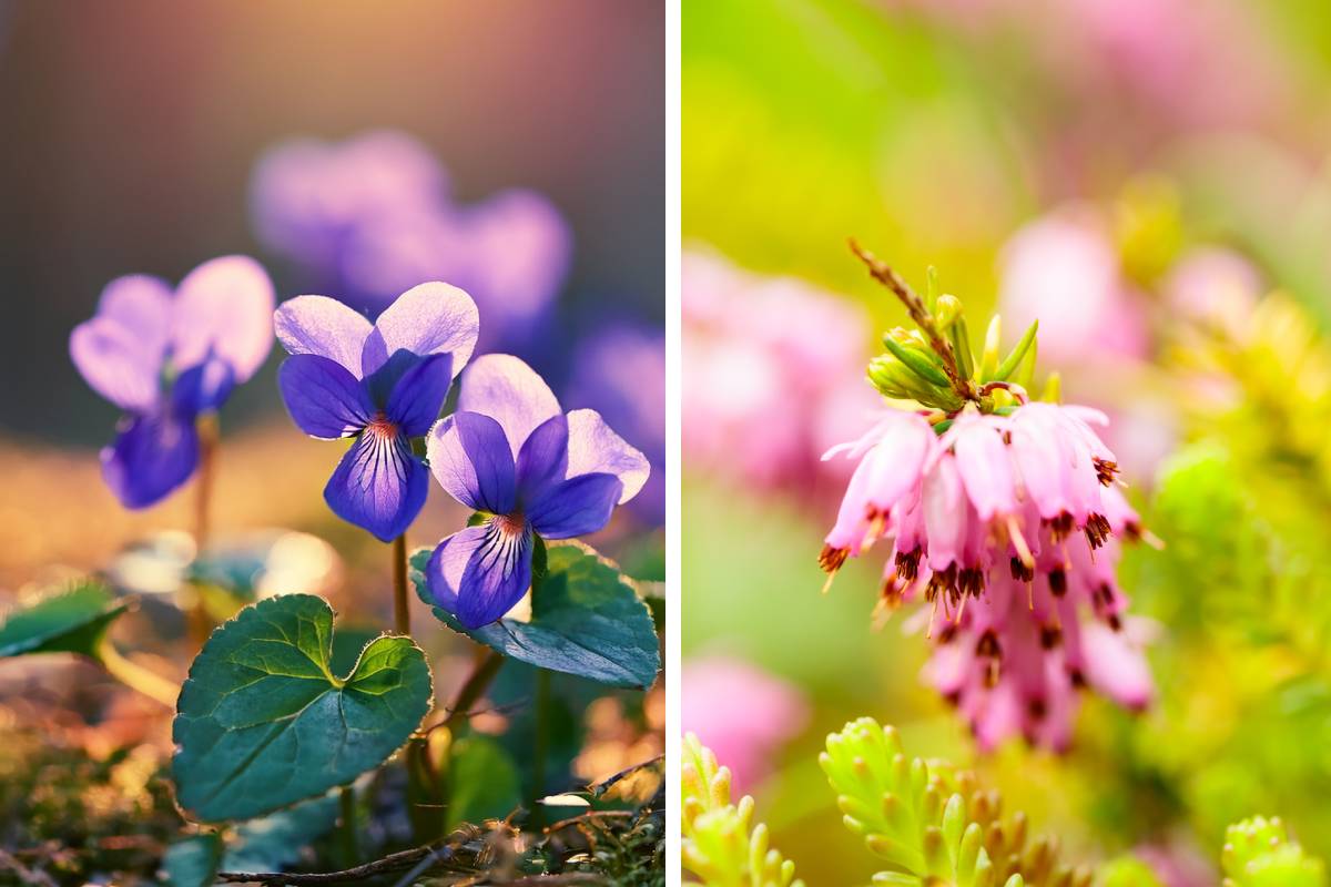 sweet violet erica carnea, among the flowers that smell sweet after the rain