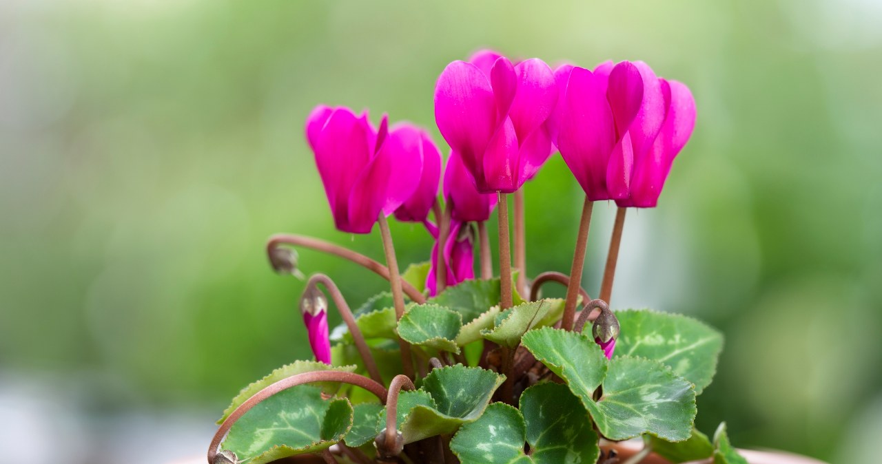 Cyclamen must be fertilized regularly /123RF/PICSEL