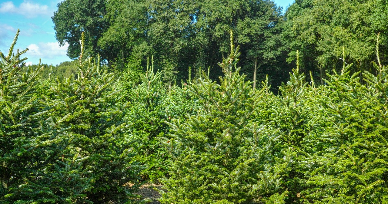 Fir or spruce? Which Christmas tree should you choose for the holidays so that it will last the longest? /123RF/PICSEL