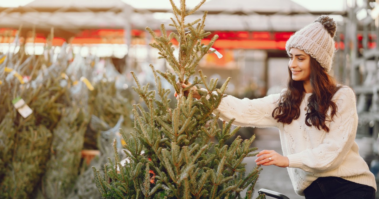 Some trees have a greater tendency to lose needles. It's worth remembering this before buying a Christmas tree. /123RF/PICSEL