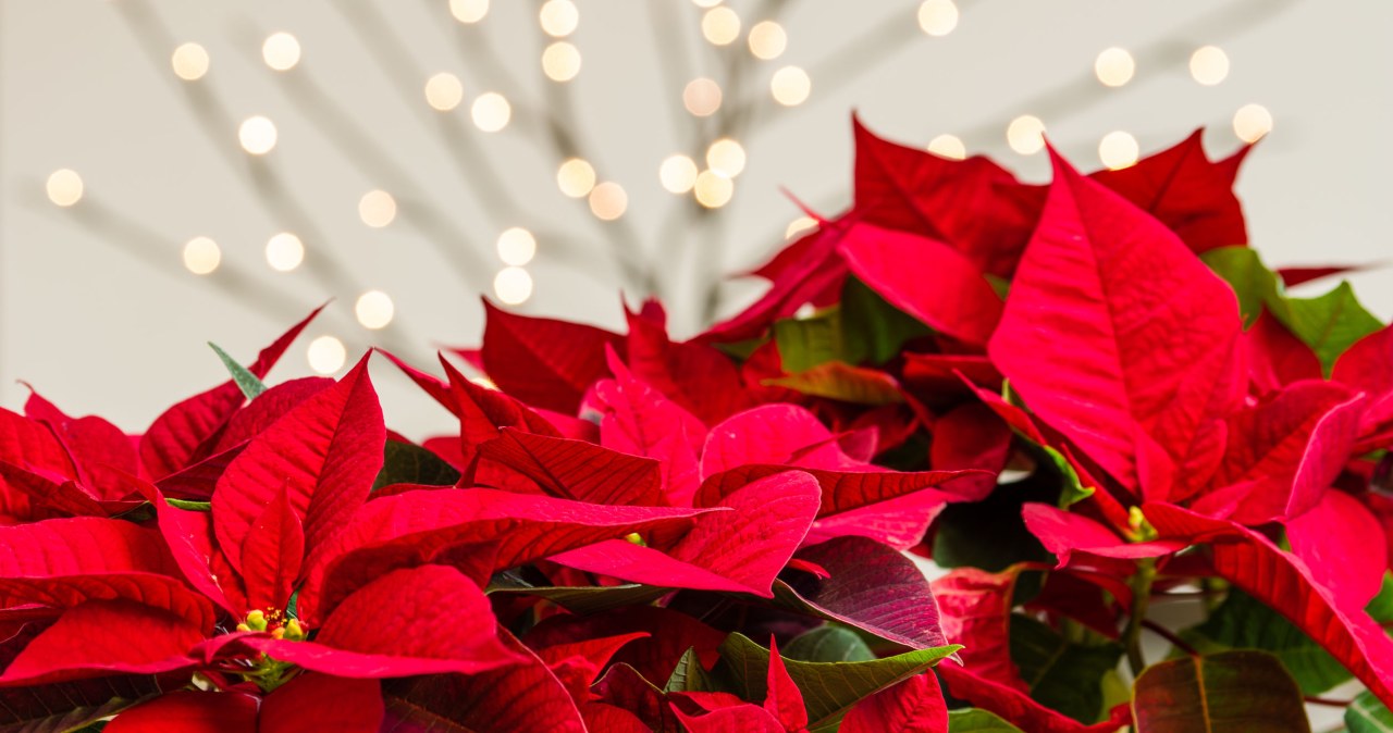 Start watering the Star of Bethlehem with this. There is a chance that it will bloom for the holidays