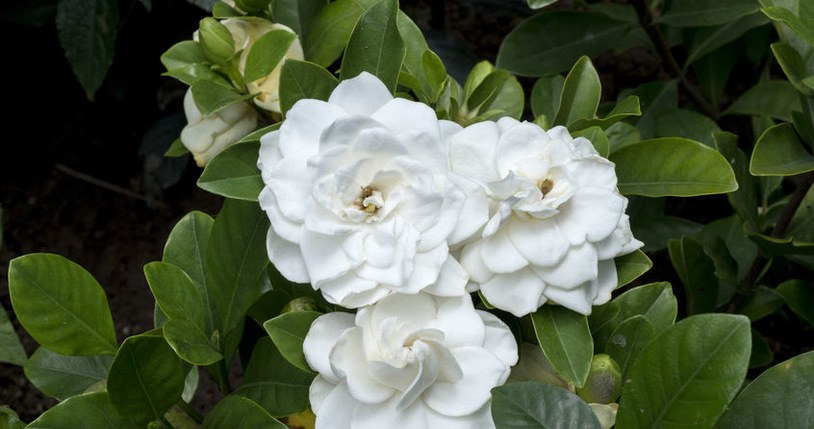 Gardenia will bloom more luxuriantly after using tea conditioner. /123RF/PICSEL