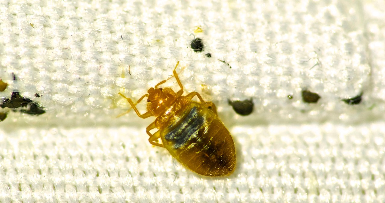 Diatomaceous earth can help get rid of bedbugs from your apartment. /123RF/PICSEL