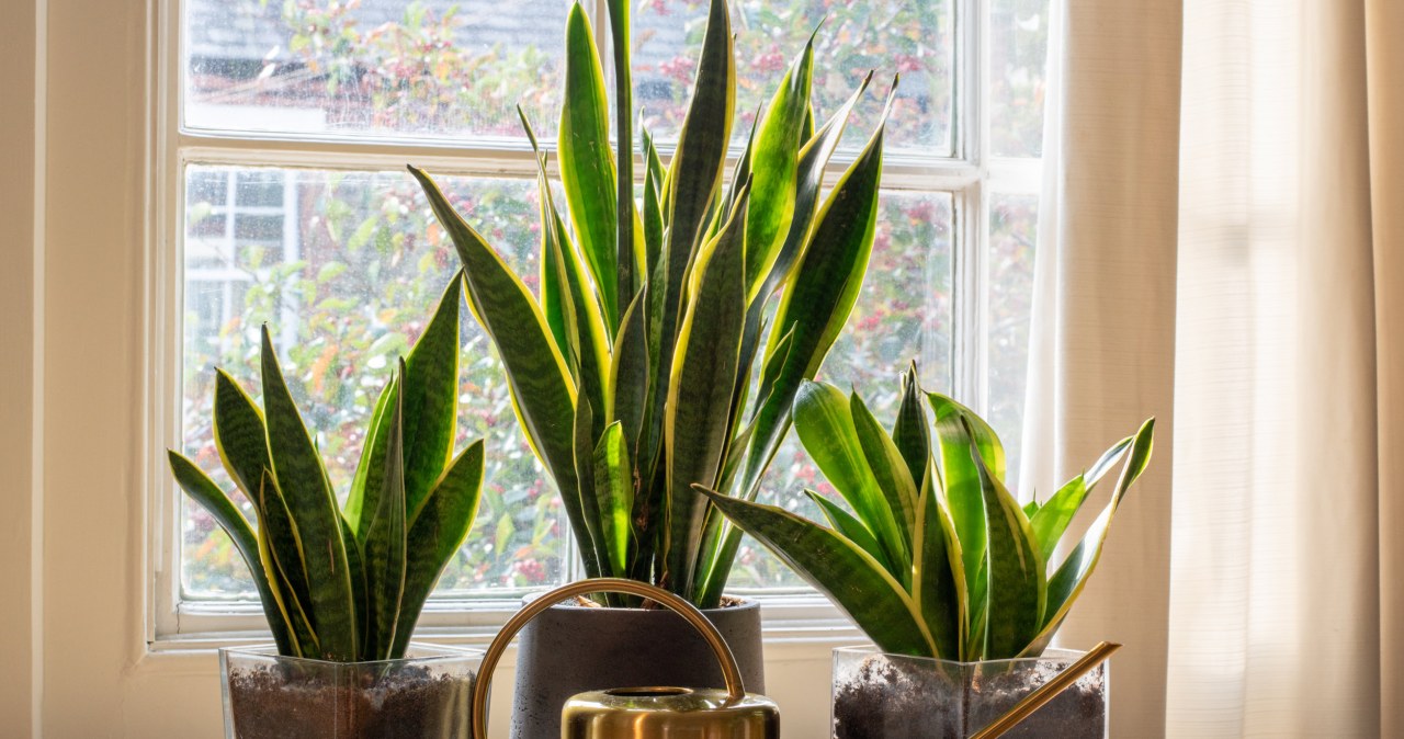 Sansevieria can be an interior decoration. It is worth feeding it with homemade fertilizer from time to time. /123RF/PICSEL
