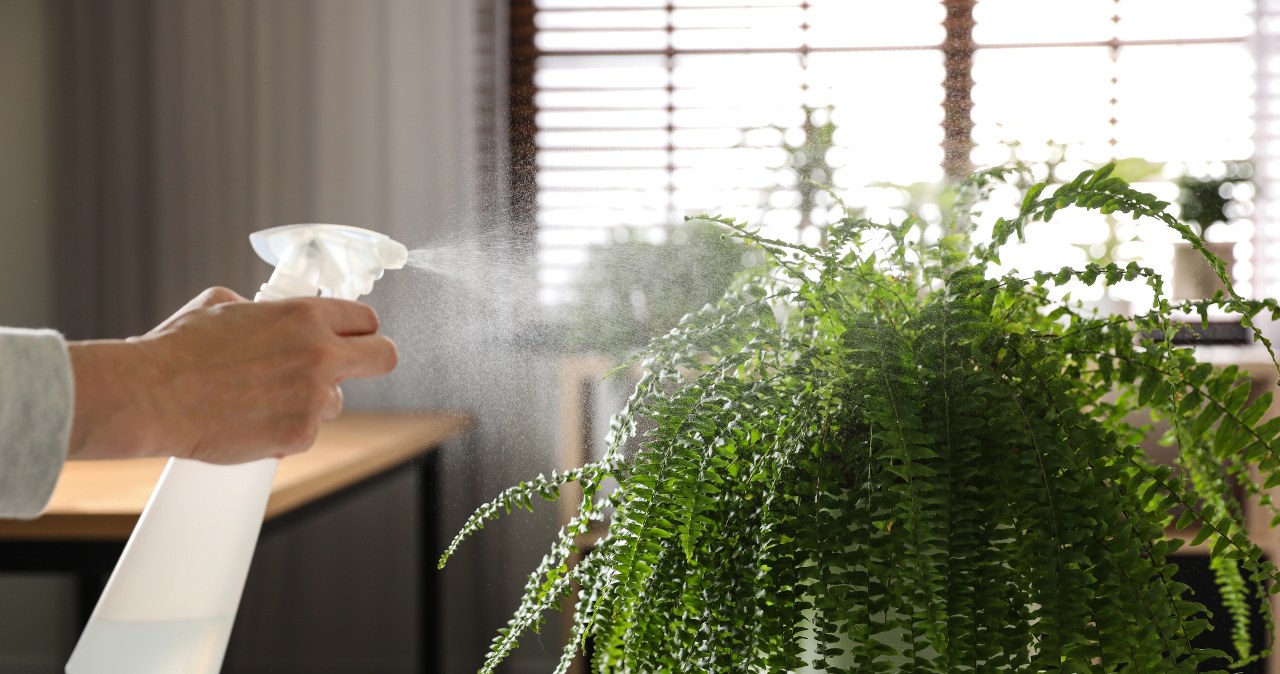 It is worth sprinkling the fern - especially during the heating season. /123RF/PICSEL