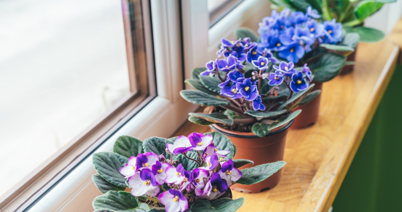 African violets are popular houseplants. /123RF/PICSEL
