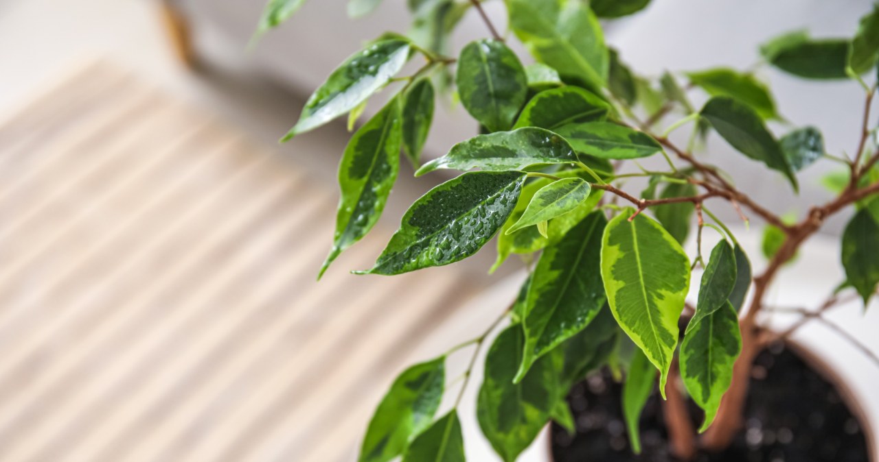 After using the homemade conditioner, the ficus leaves will be green and shiny again /123RF/PICSEL