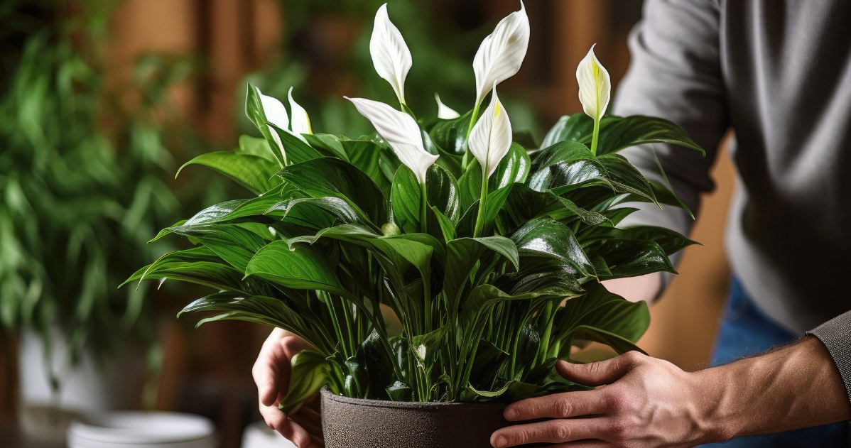 When replanting a Spathiphyllum, it is a good idea to place a tea bag at the bottom of the pot. /123RF/PICSEL