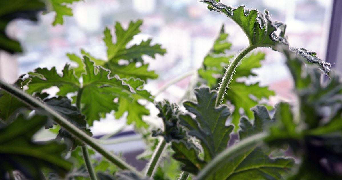 Yellowing of angina leaves in winter may be related to the plant's dormancy period /CanvaPro /INTERIA.PL