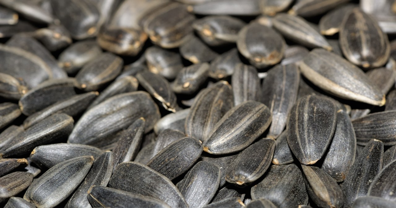 Black sunflower seeds are an energetic "superfood" for most small birds. /igorkovalchuk /123RF/PICSEL