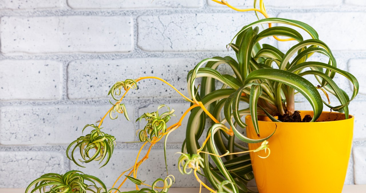 The herb will become a decoration of the living room in winter, if only we pay a little attention to it. /123RF/PICSEL